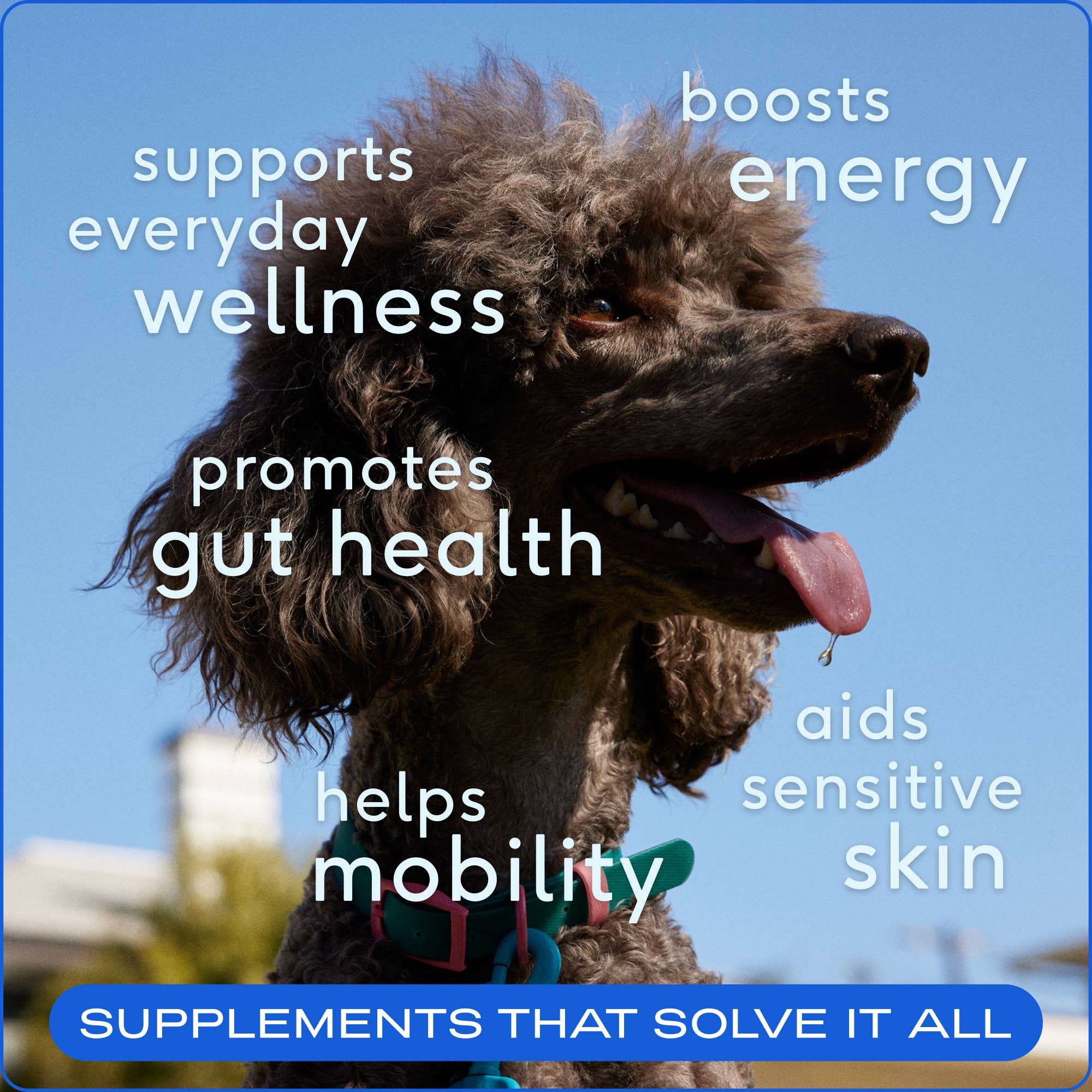 The Daily Powder Supplement, multivitamínicos 11 en 1 para perros