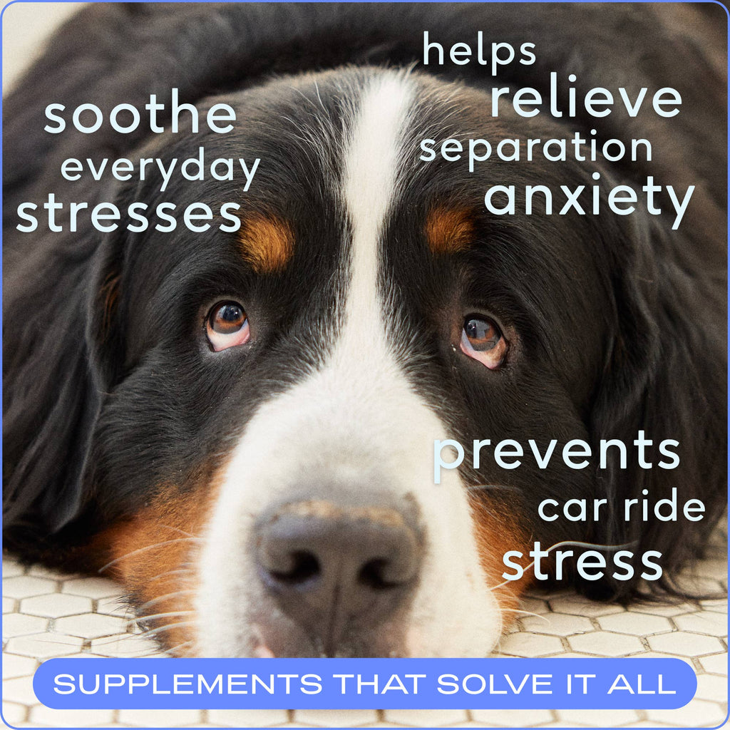 Suplemento calmante y de ansiedad Calm Chews para perros